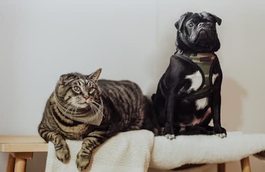 Why Landlords Often Prefer House Cats and Small Dogs