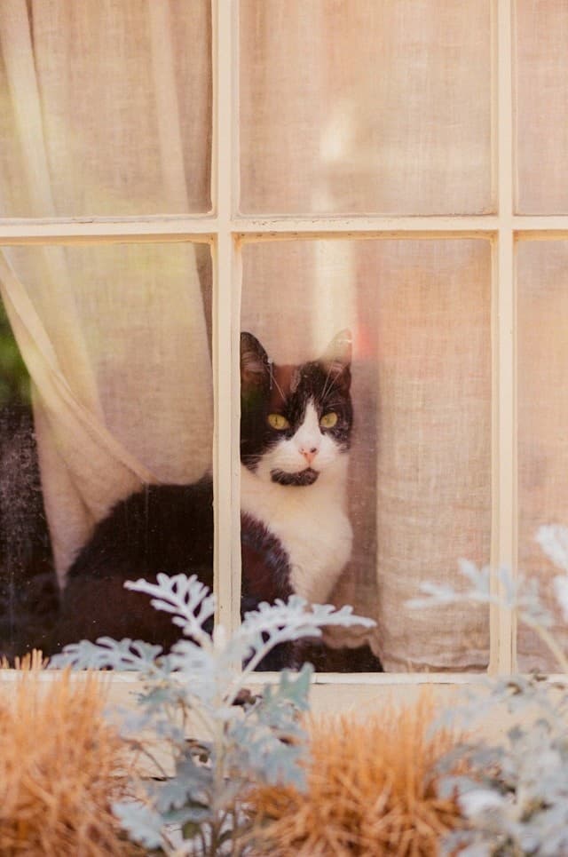 Pet Friendly Rental Shortage. Are Tenants Being Too Fussy?