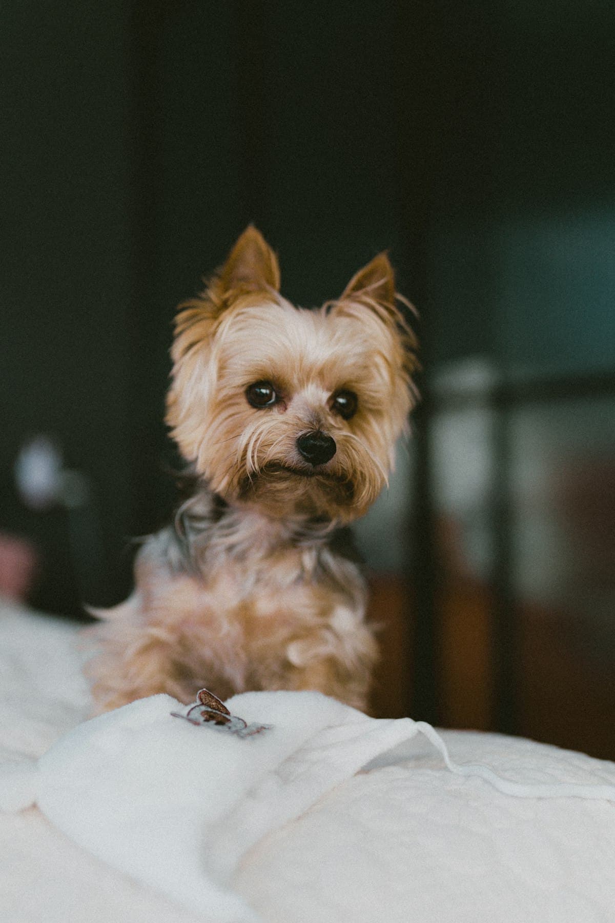 Head Leases and No Pets Clauses: What the Renters’ Rights Act Really Means for Tenants