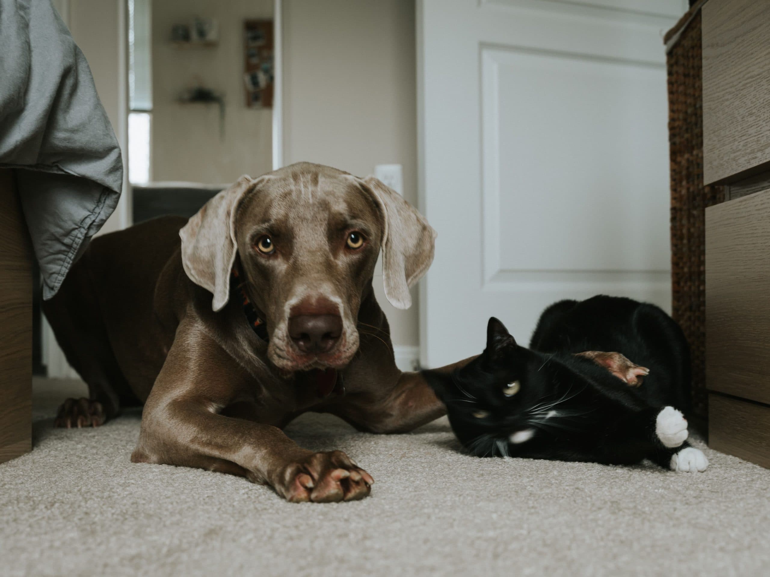 The Big Mistake Many Pet Owners Are About to Make