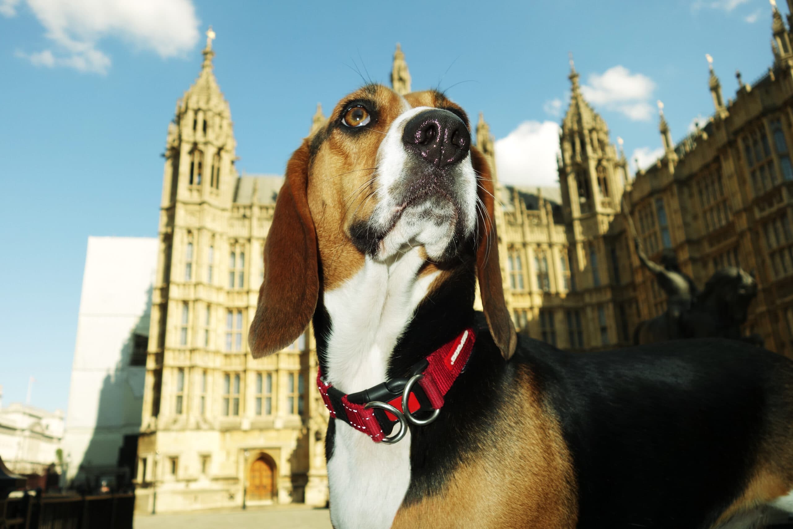 Renters’ Rights Act and Pets. What It Really Means for Renting with Pets in the UK