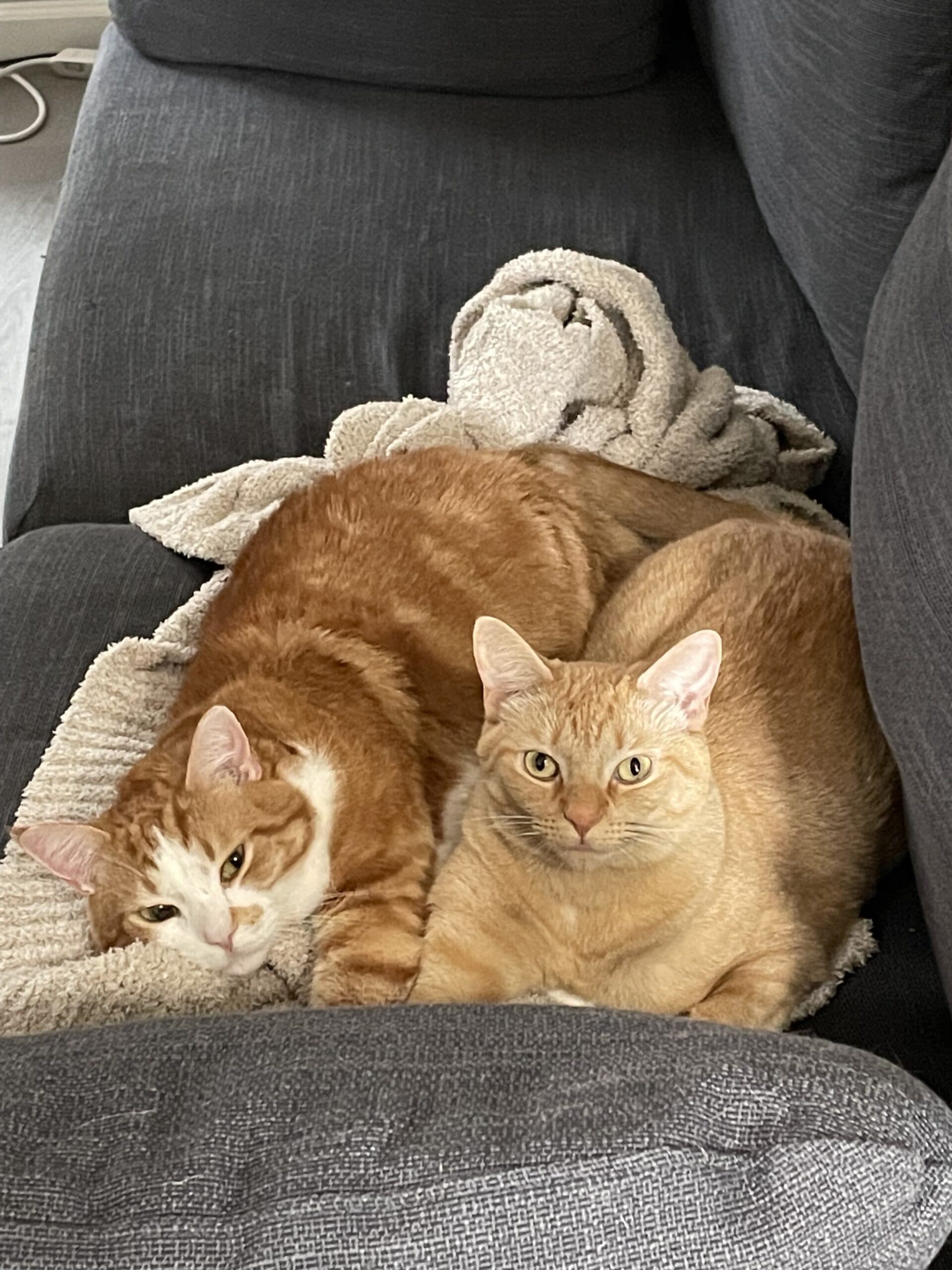 Can’t Find a Pet Friendly Rental? Try Renting Unsold Properties Instead