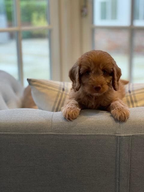Landlords: Times Have Changed. And Pets Aren’t Going Anywhere
