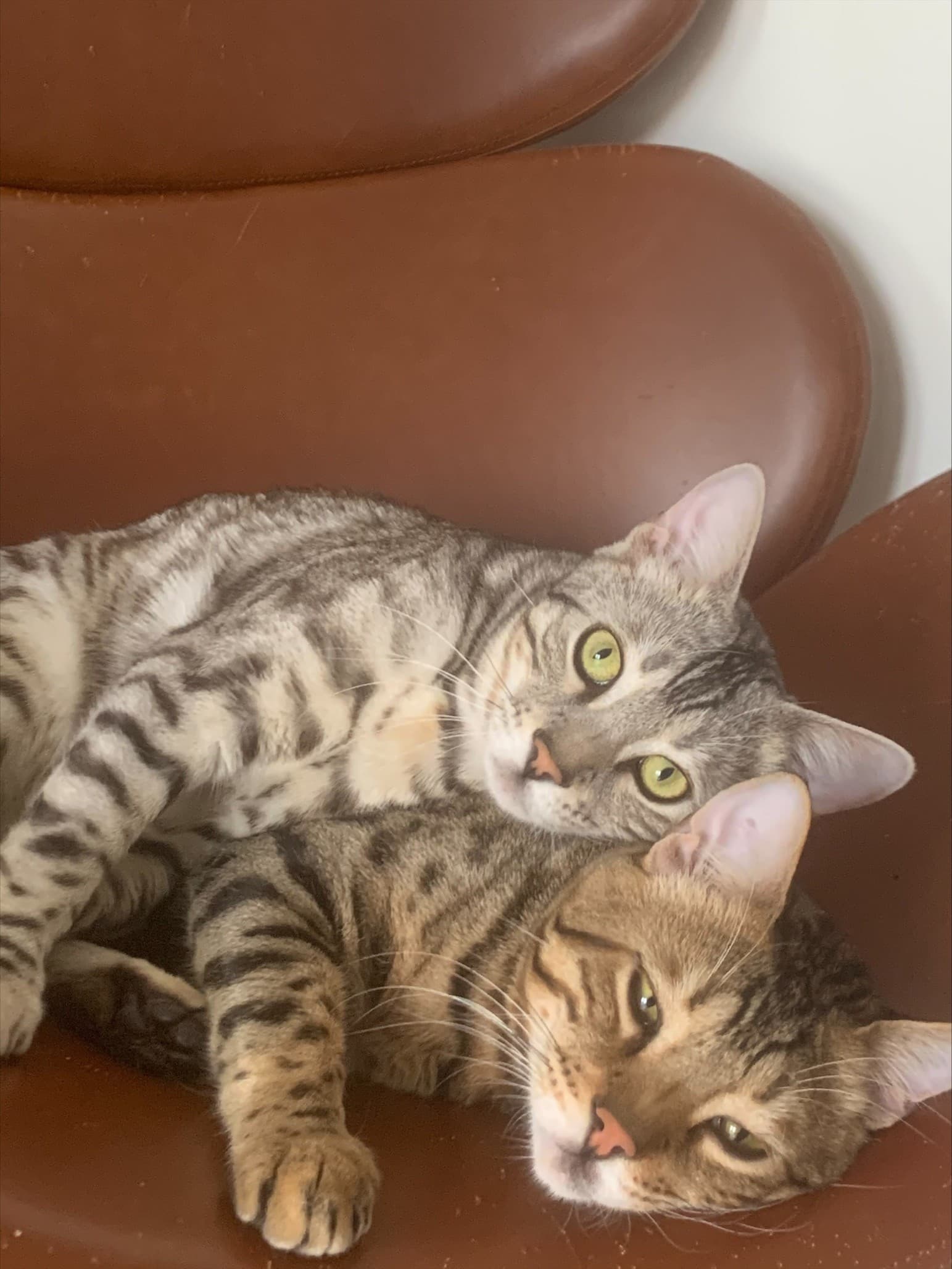Why You Must Have a Pets Clause in Your Tenancy Agreement
