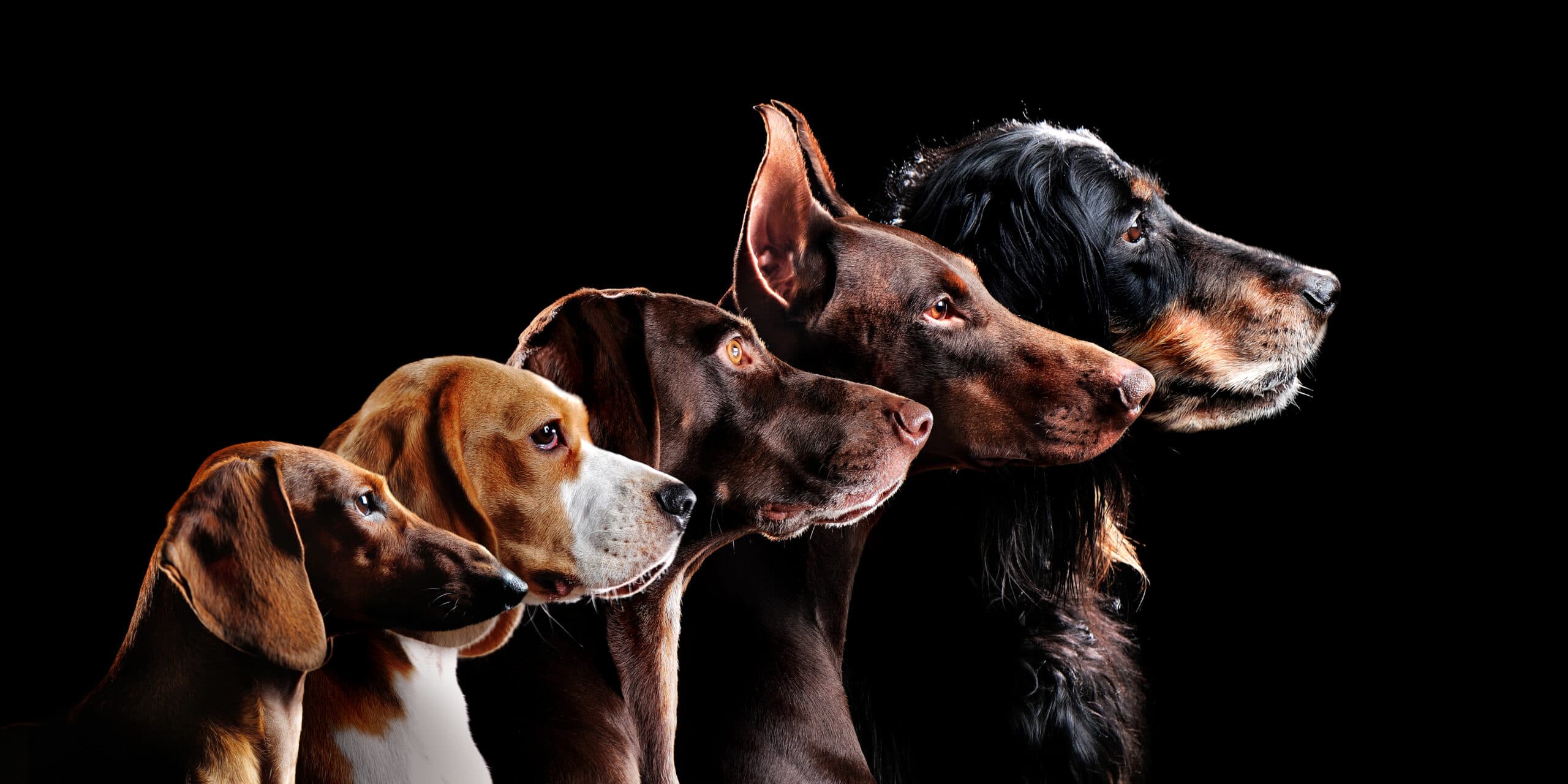 Why Renting Is a “Dog Eat Dog” Market. And How Tenants With Pets Can Still Win