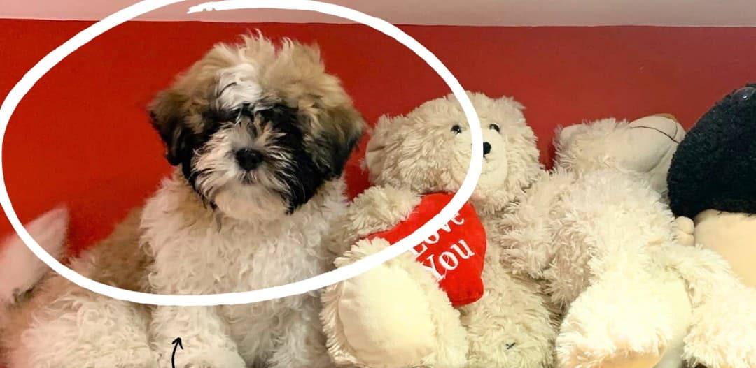 Hiding a Pet in a Rental Property? Just Don’t. Here’s Why.