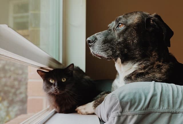 Buying a Property With a Pet? It’s Not as Simple as You Think