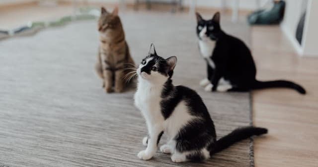 Renting With Multiple Cats: The Reality