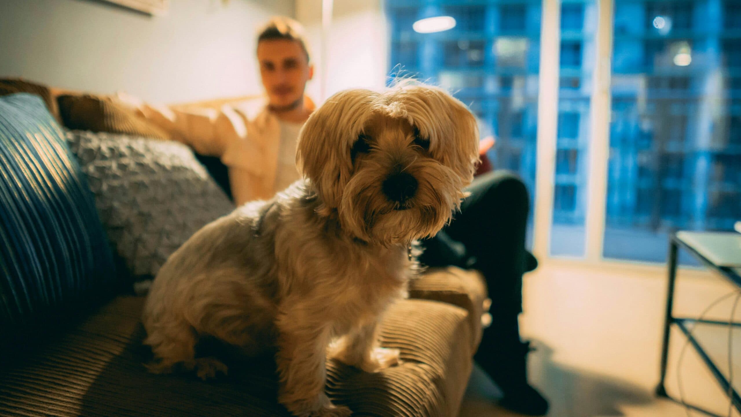 As A Landlord Do I Have To Now Allow Pets?