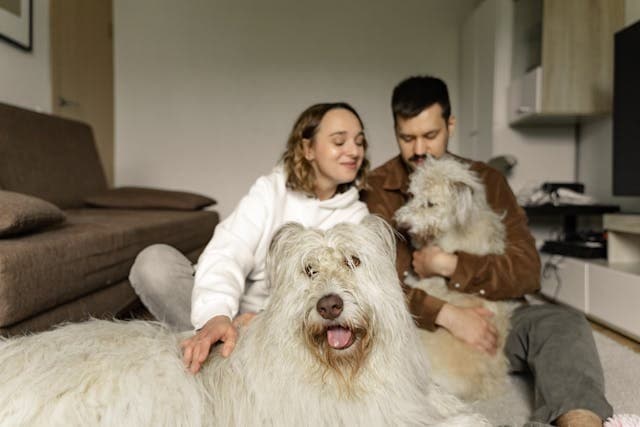 Are You a Pet Ready Landlord?