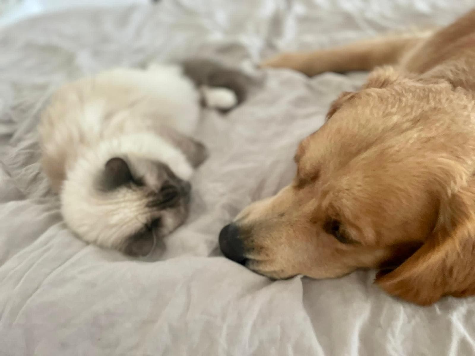 Why Good Landlords Should Not Overlook Tenants With Pets
