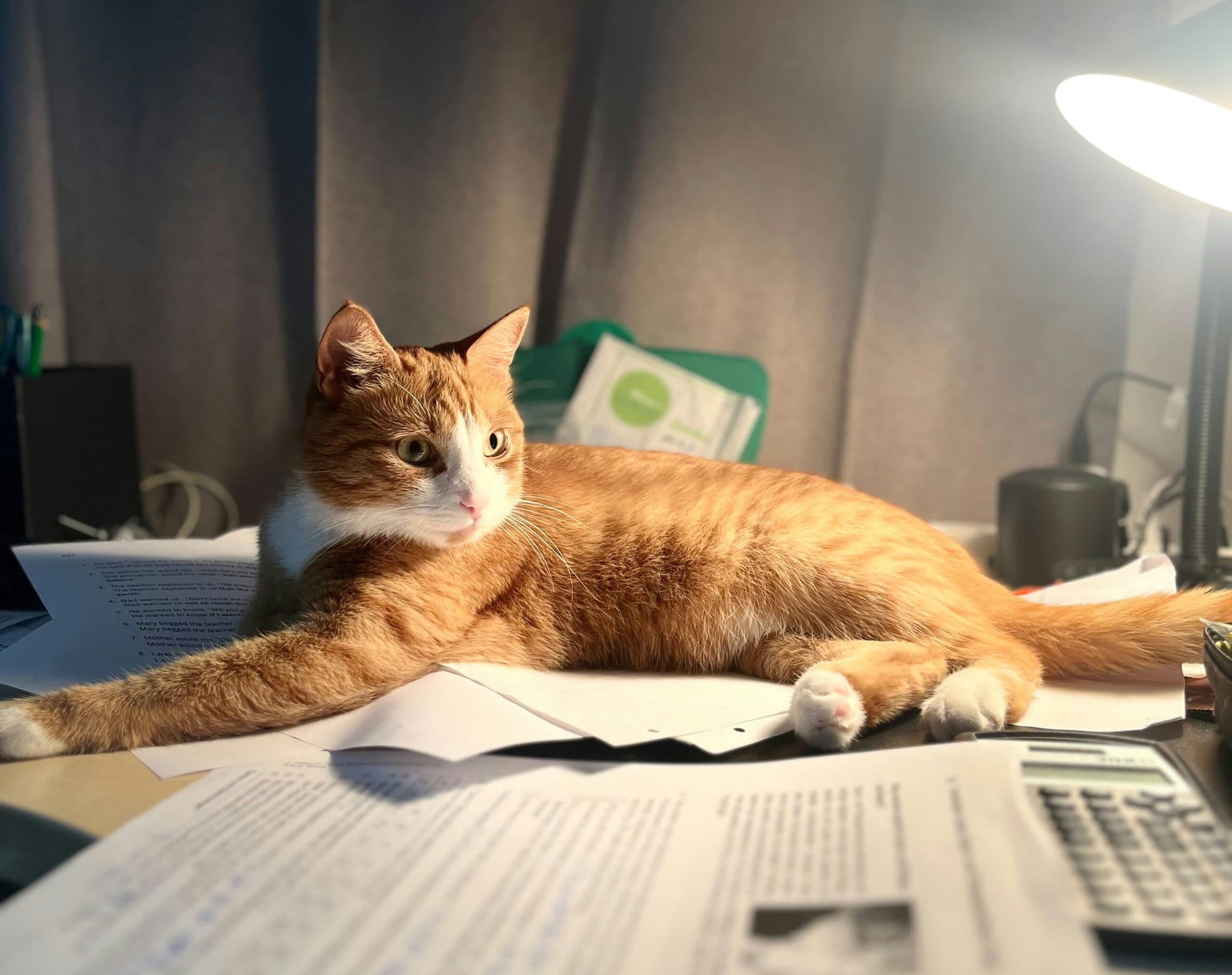 The UK Referencing Process Just Got Tougher for Tenants With Pets