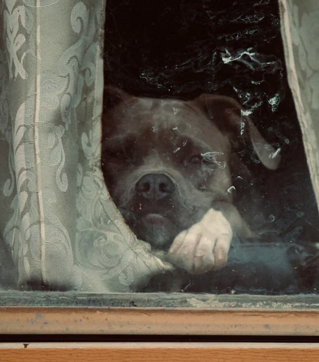 Can My Landlord Really Say No to My Pet?