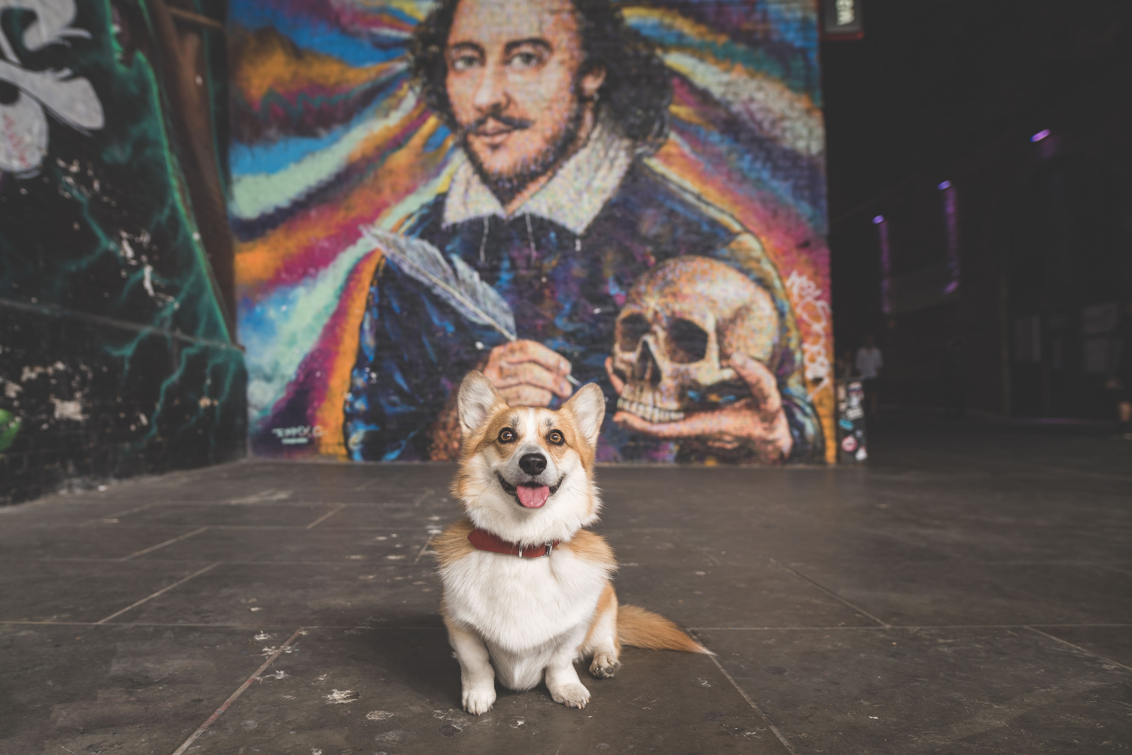 Cat in a climbing tree at home