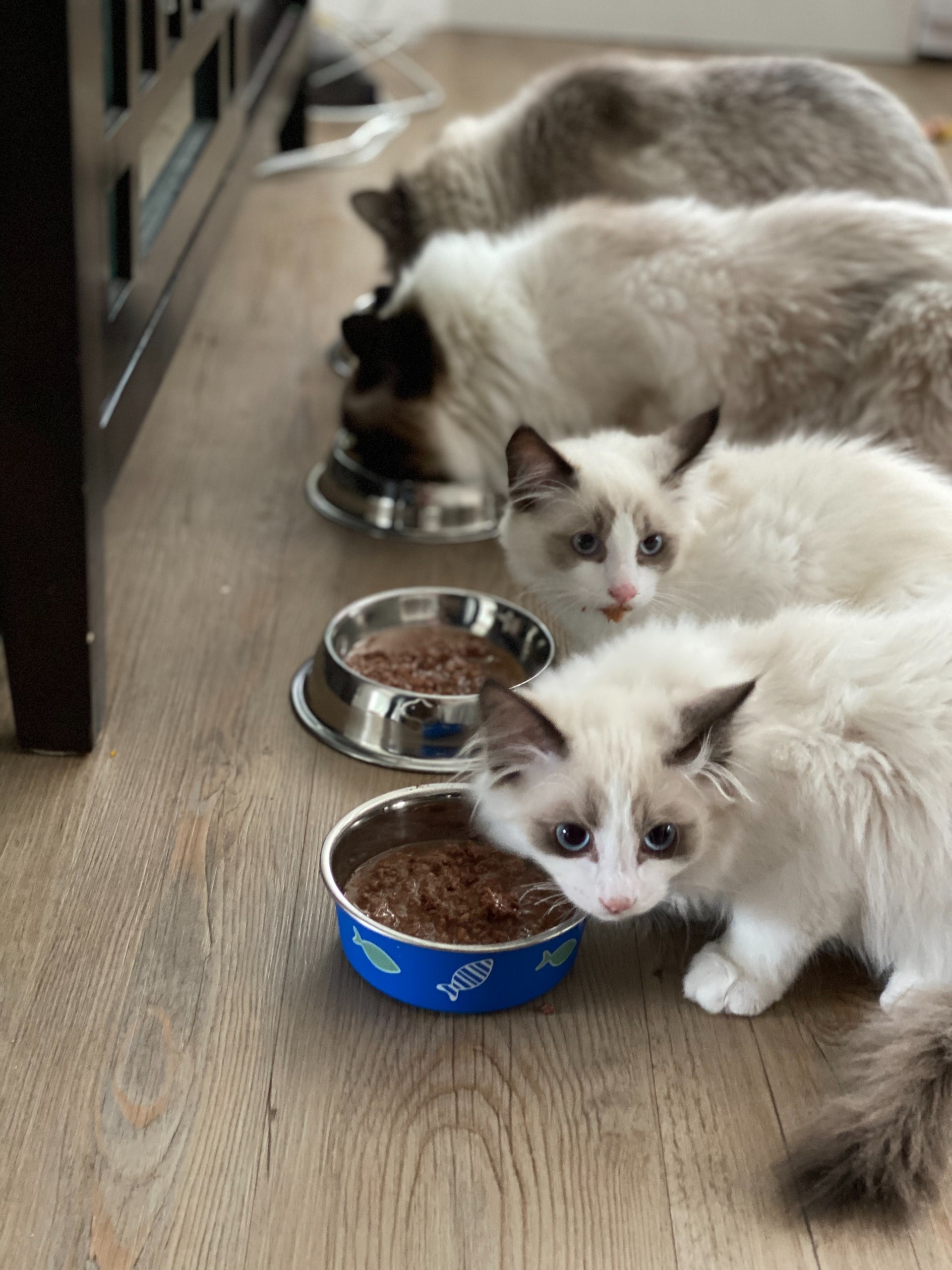 Four cats eating together