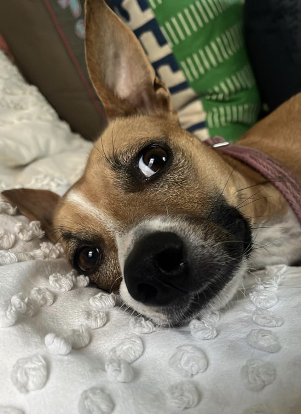 Dog portrait from the PetsLets community