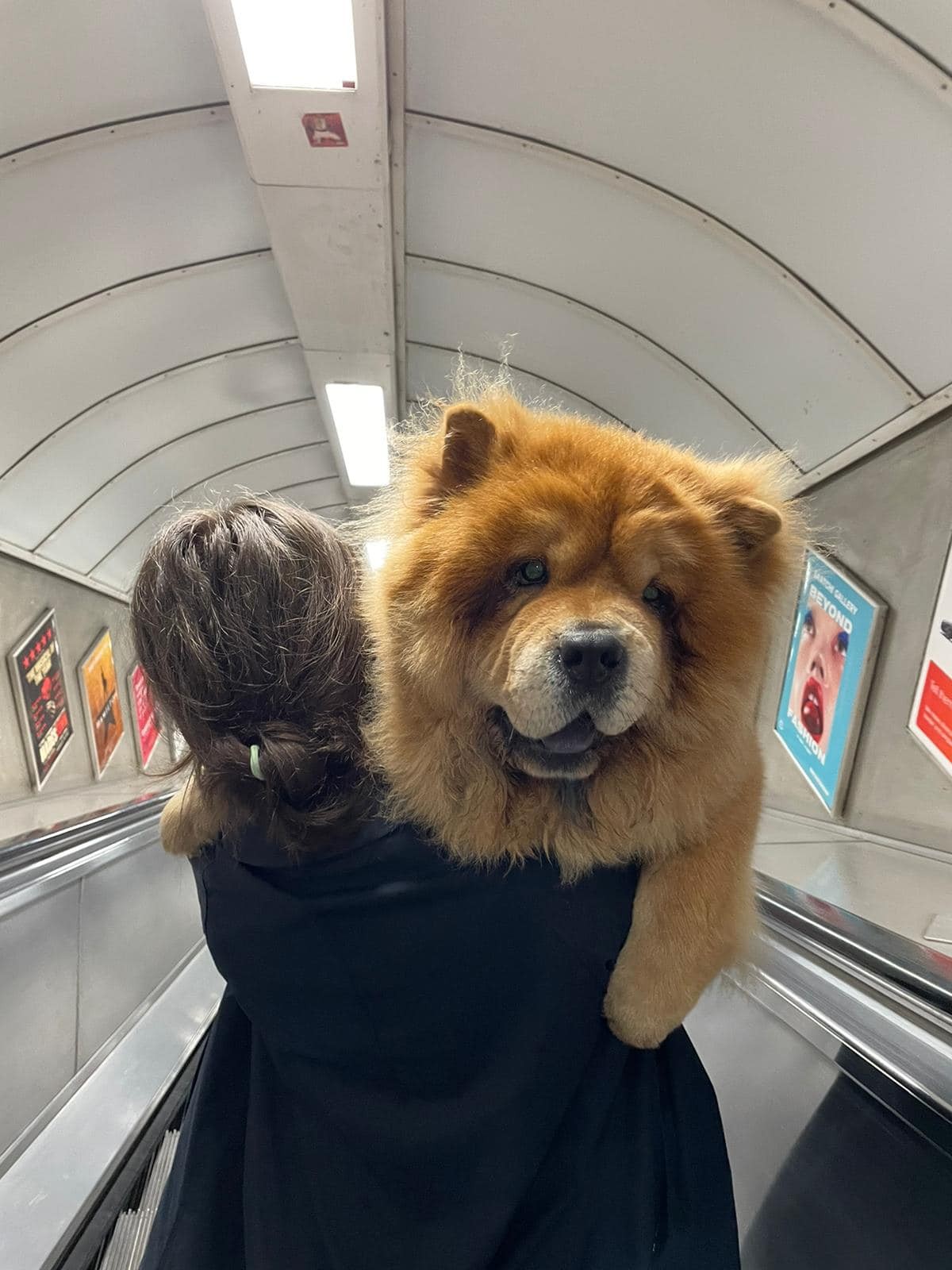 Chow dog on an escalator