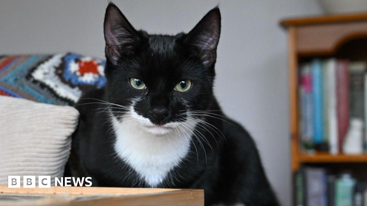 BBC coverage about renting with pets